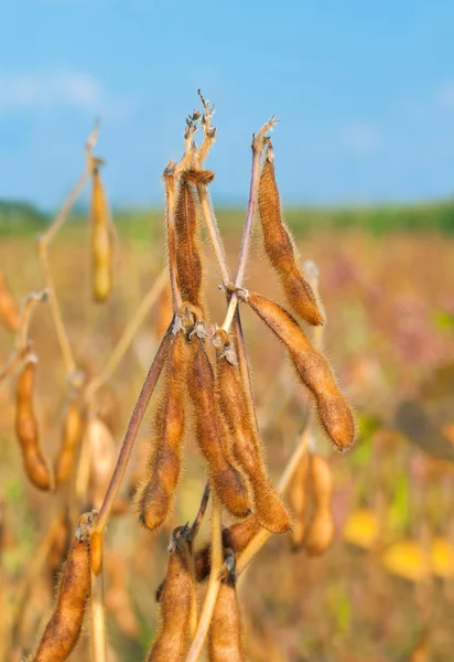 Närbild av sojabönor växt — Stockfoto