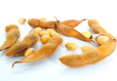 Beyaz arkaplanda soya tohumları
