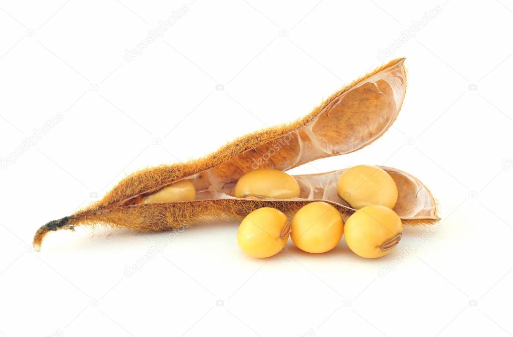Soybean seeds on white background