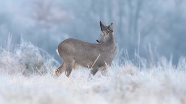 Dziki Kozioł Wypas Polu Pokrytym Mrozem Sezonie Zimowym — Wideo stockowe