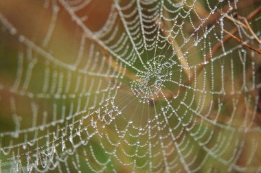 Örümceğin sabah çiğ taneli fotoğrafı, sığ alan derinliği