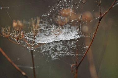 Su damlalı örümcek ağı fotoğrafı, sığ alan derinliği