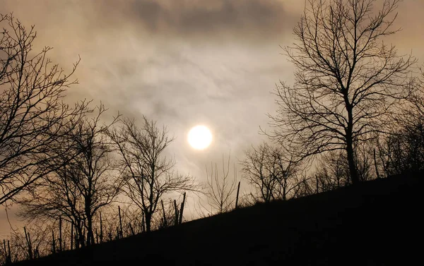 太陽が雲の後ろに隠れて丘の上の木のシルエット — ストック写真