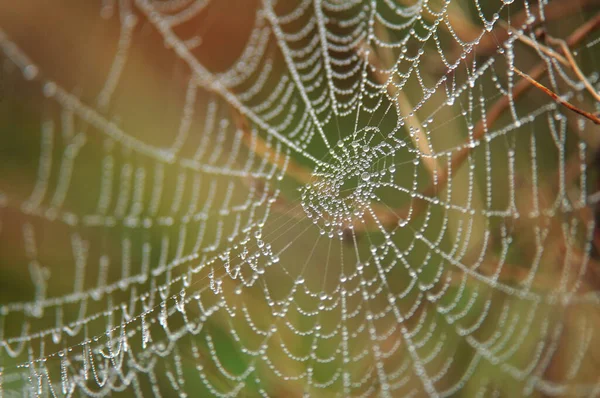 Örümceğin Sabah Çiğ Taneli Fotoğrafı Sığ Alan Derinliği — Stok fotoğraf