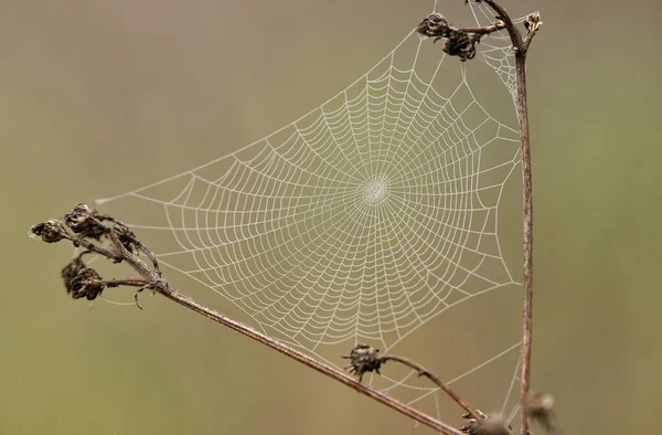 Kuru Bir Bitki Üzerinde Örümcek Ağı Fotoğrafı — Stok fotoğraf