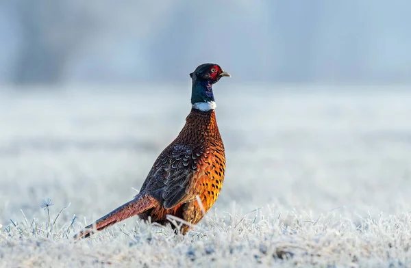 Wild male pheasant in a frost covered field during winter season