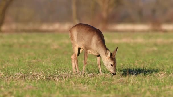 野生雌鹿 在田里吃草 — 图库视频影像