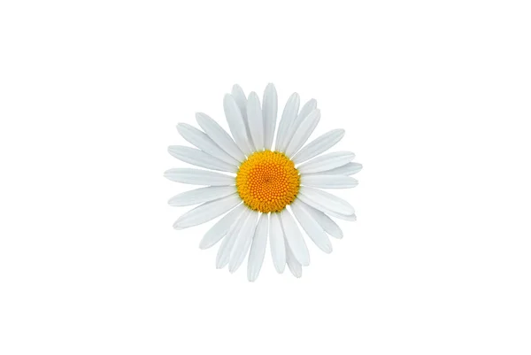 Belle Fleur Marguerite Isolée Sur Fond Blanc — Photo