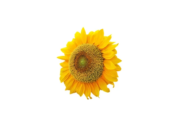 Schöne Sonnenblume Isoliert Auf Weißem Hintergrund — Stockfoto