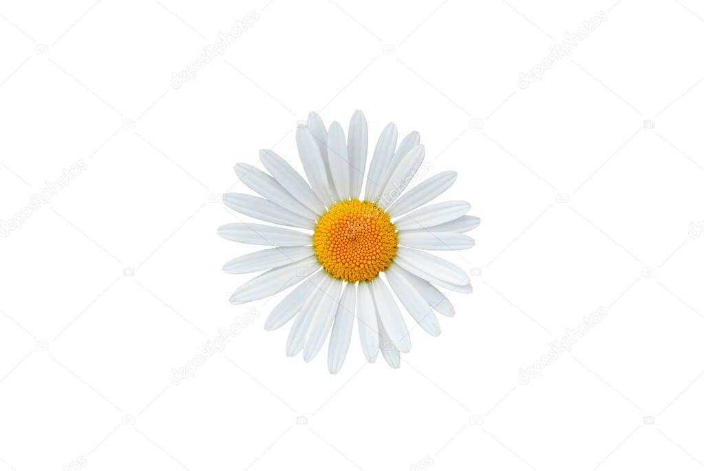 Beautiful daisy blossom isolated on white background