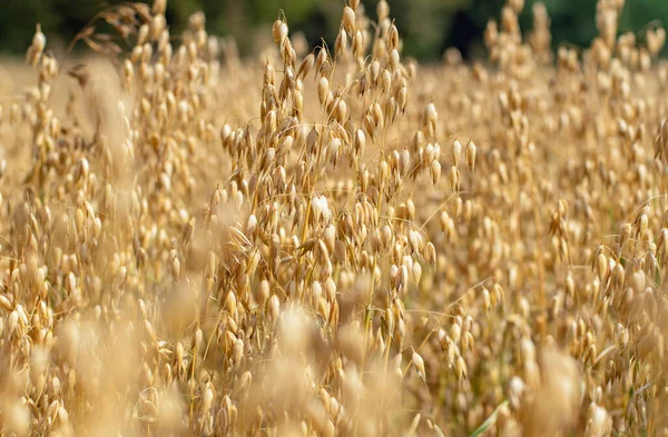 田里普通燕麦的近缘生长 — 图库照片