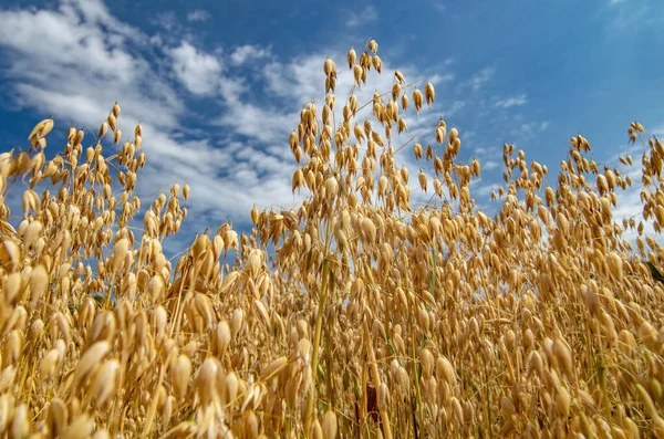 ある分野で一般的なオート麦栽培の終わり ストック画像