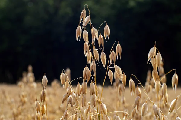 燕麦田里普通燕麦的近缘生长 — 图库照片