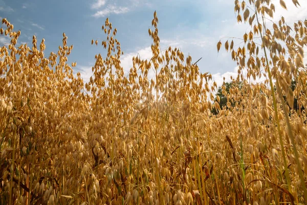 燕麦田里普通燕麦的近缘生长 — 图库照片