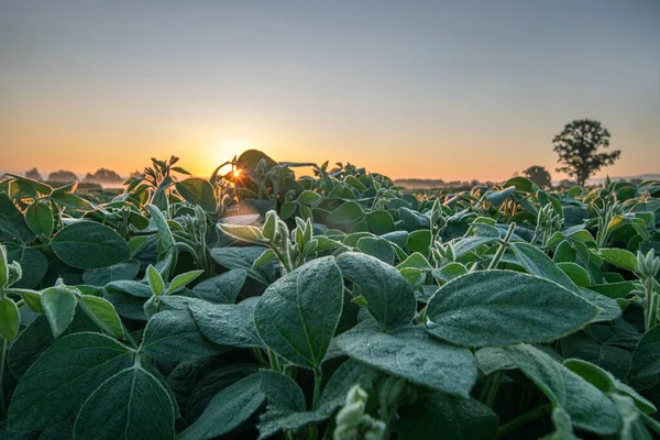 Morgon Solljus Kikar Genom Soja Blad Början Sommaren Morgon — Stockfoto