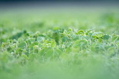 Soya tarlasında yetişen soya bitkileri, sığ alan derinliği