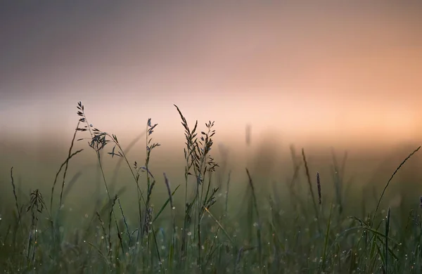 Divoká Tráva Roste Louce Časném Letním Ránu — Stock fotografie