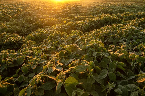 早朝の陽射しに照らされ 大豆畑で育つ大豆植物 — ストック写真