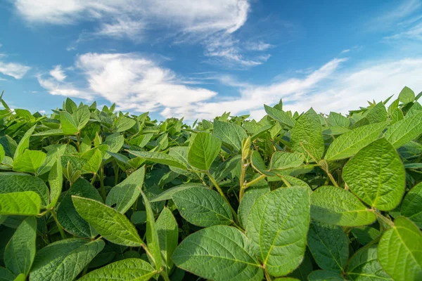 Close Soy Plants Growing Soy Field Bright Sunny Day Stock Picture