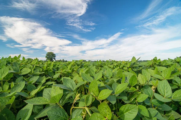 Sluiten Van Soja Planten Groeien Een Soja Veld Tijdens Heldere Rechtenvrije Stockafbeeldingen