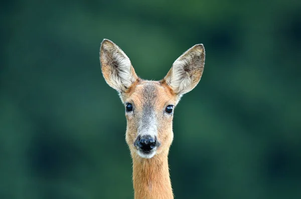 Close Wild Female Roe Deer — Stock fotografie