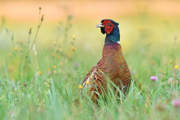 Faisão Macho Selvagem Phasianus Colchicus Grama — Fotografia de Stock