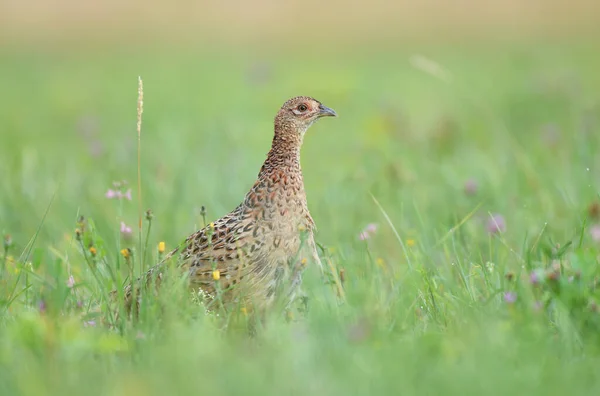 Wild Female Pheasant Phasianus Colchicus Standing Grass — Stock Photo, Image