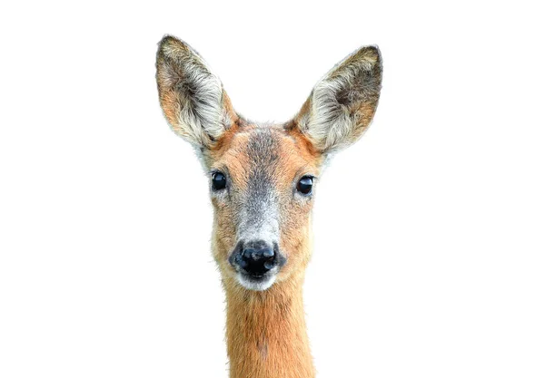 Portrait Wild Female Roe Deer White Background — Stock Photo, Image