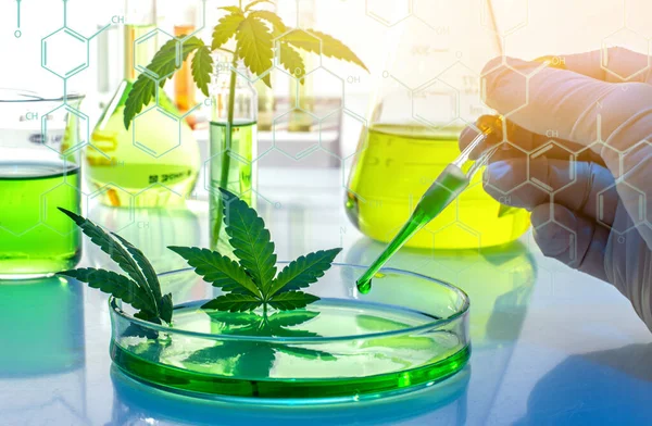 Wissenschaftliche Forschung Medizinischem Cannabis Zur Verwendung Der Medizin Bio Stockbild