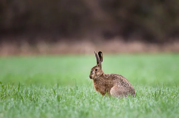 Brauner Hase — Stockfoto