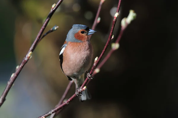 Common chaffinch — Stock Photo, Image