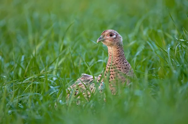 Female pheasant — Stock Photo, Image