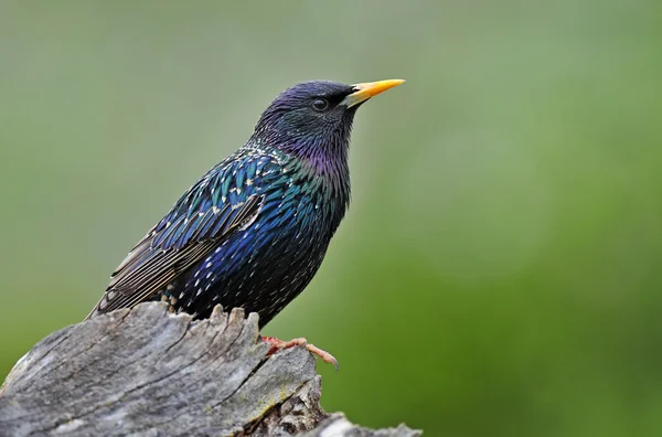 Common starling — Stock Photo, Image