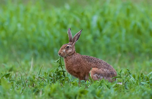 茶色いウサギ — ストック写真