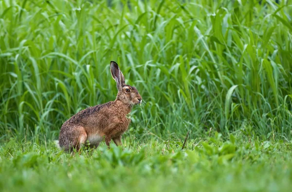 Brauner Hase — Stockfoto