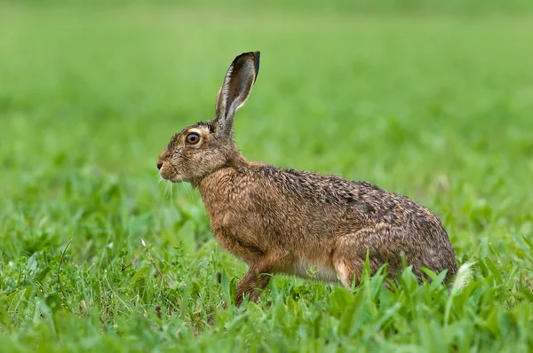 Brauner Hase — Stockfoto