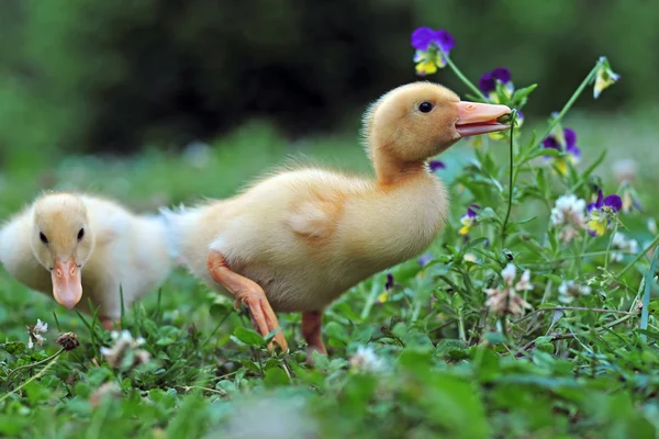 Unga ankor — Stockfoto