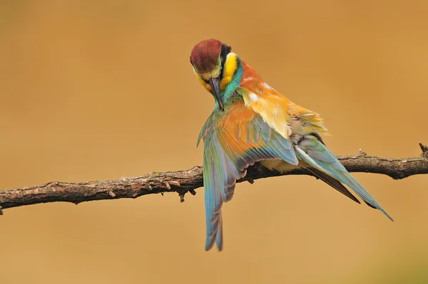 Bee eter schoonmaken het veer — Stockfoto