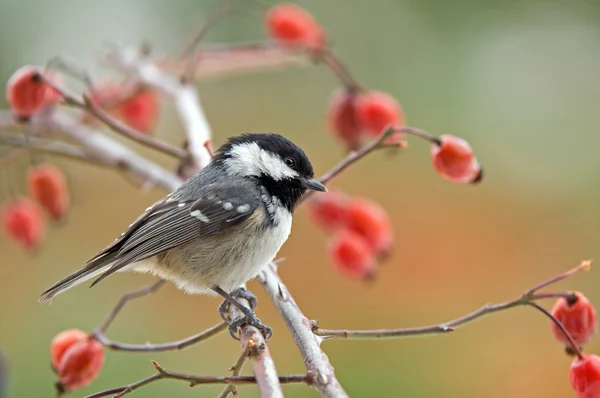 Coal tit — Stock Photo, Image