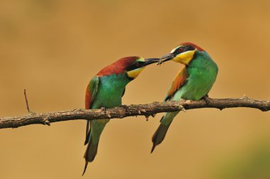 Arı yiyen arı yiyenler