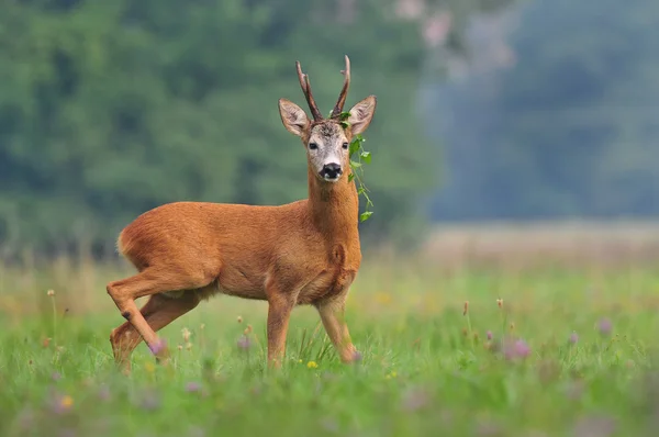 Rehwild — Stockfoto