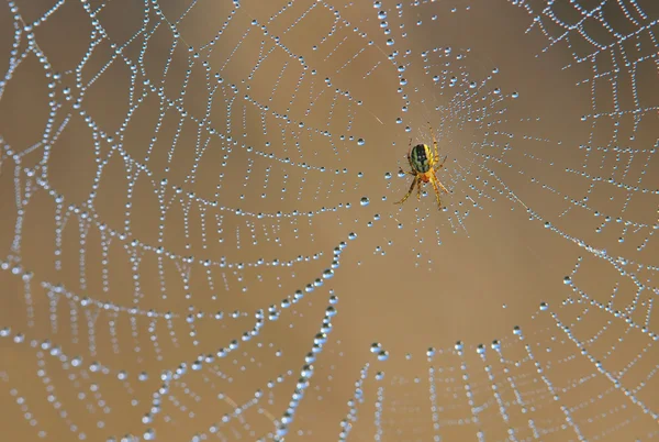 Araña en tela de araña — Foto de Stock