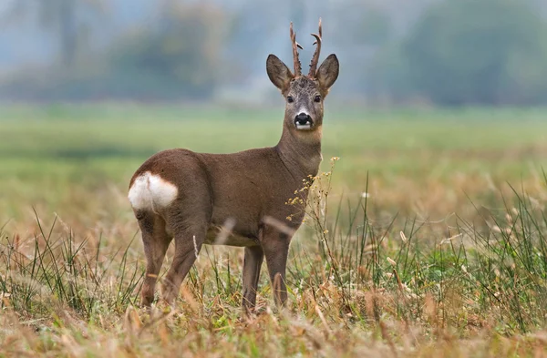 Roe herten — Stockfoto