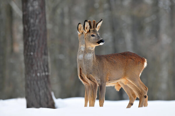 Two roe deer in winter