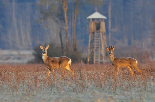 獐鹿与狩猎位子在背景 — 图库照片