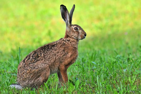 Blauwe haas — Stockfoto