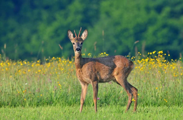 Roe herten — Stockfoto