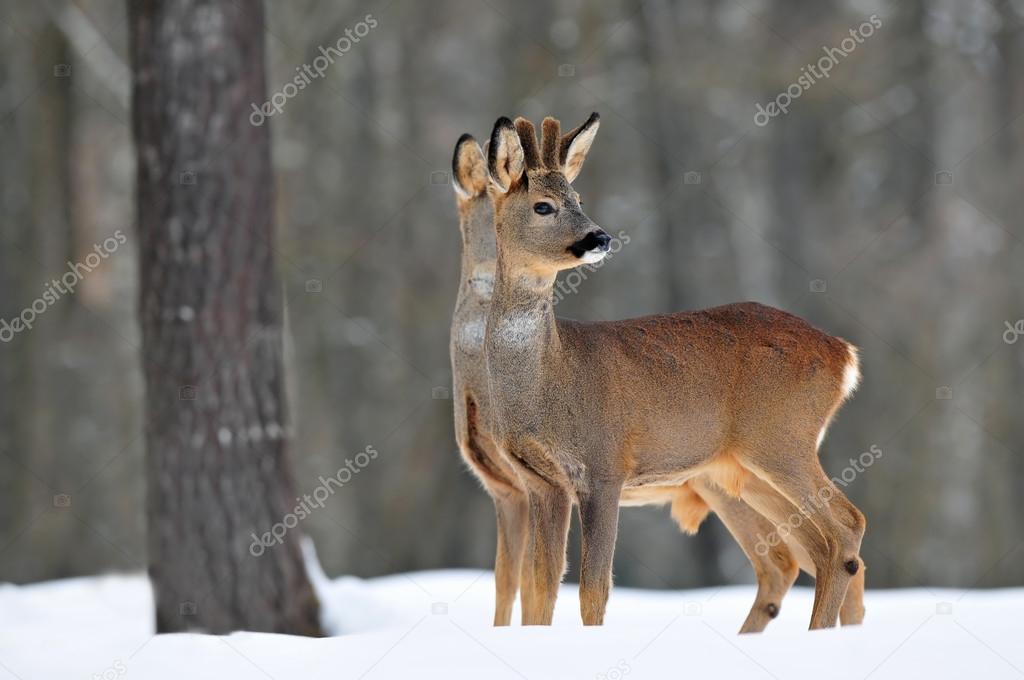 Two roe deer in winter