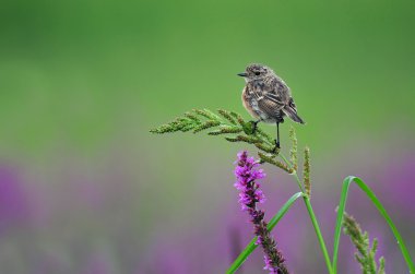 Ortak stonechat