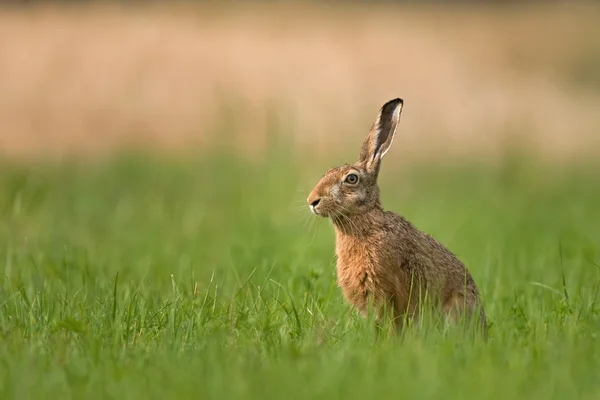 Brun hare — Stockfoto